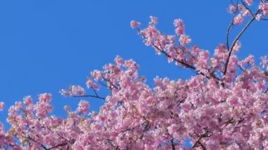 Japonya 'da bir dağın zirvesi parkı. Denizi, dağları, kiraz çiçeklerini ve çay tarlalarını görebilirsiniz..