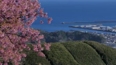 Japonya 'da bir dağın zirvesi parkı. Denizi, dağları, kiraz çiçeklerini ve çay tarlalarını görebilirsiniz..