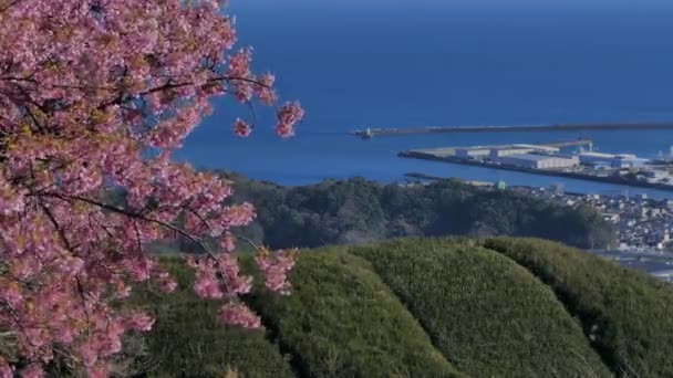 日本的山顶公园 你可以看到大海 樱花和茶田 — 图库视频影像