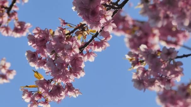 Ein Bergpark Japan Man Sieht Das Meer Die Berge Kirschblüten — Stockvideo