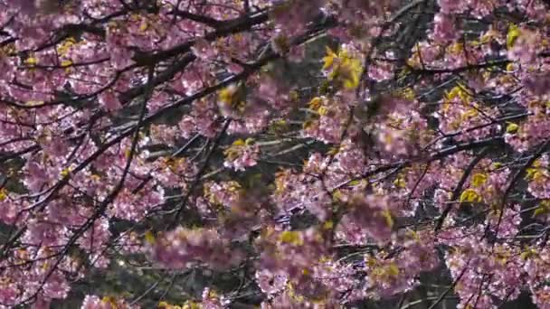 Un parc au sommet d'une montagne au Japon. Vous pouvez voir la mer, les montagnes, les fleurs de cerisier et les champs de thé .