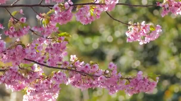 Park Górski Japonii Można Zobaczyć Morze Góry Kwiaty Wiśni Pola — Wideo stockowe