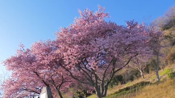 Park Vrcholku Hory Japonsku Můžete Vidět Moře Hory Třešňové Květy — Stock video