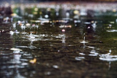 Yağmur sırasında büyük bir su birikintisinin yakın çekimi. Suyun yüzeyine düşen damlalar sıçrıyor..