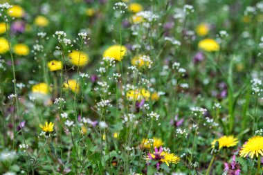 Çiçek ve çimlerin yakın plan fotoğrafı.