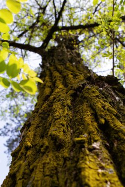 Yeşil yapraklı yaşlı büyük ağaç. Ağacın kabuğunda yeşil yosun var..