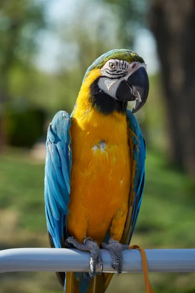 Blue Yellow Macaw Parrot Tied Rope Sits Perch Street — Stock Photo, Image