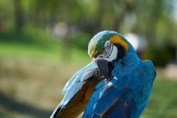 Ara Blu Gialla Pappagallo Sta Pulendo Sue Piume — Foto Stock