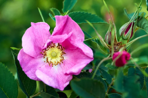 緑の葉を背景に美しいピンクの花のクローズアップ写真 — ストック写真