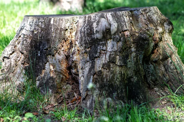 Oude Stronk Het Bos Een Achtergrond Van Groen Gras — Stockfoto