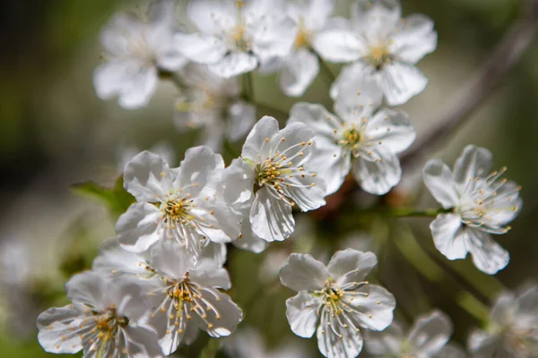 桜の美しい白い花の木 — ストック写真