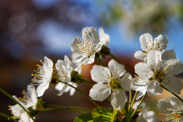 桜の美しい白い花の木 — ストック写真
