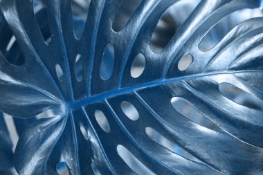 Doğal arkaplan dokusunu bırakır. Mavi renk. Botanik yaprağı. 2020 Trend