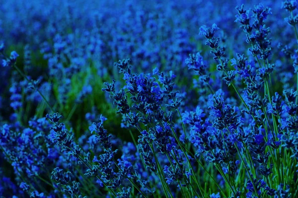 라벤더 꽃 모양의 자연 스러운 배경. 파랑 색. 식물성 잎이야. 2020 년의 추세 — 스톡 사진