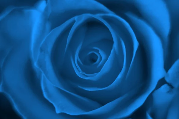 Цветочный природный фон, розы рисунок для фона — стоковое фото