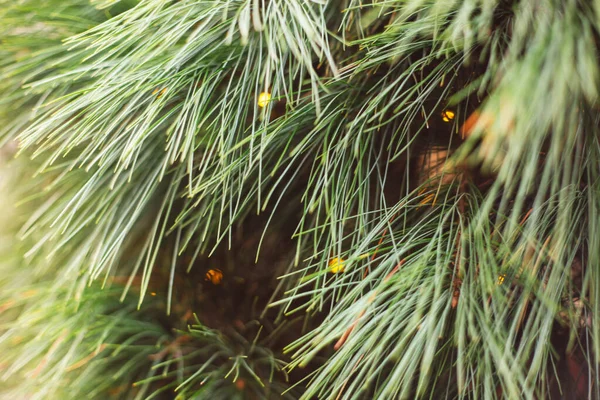 Primo piano dell'albero di Natale con luci e decorazioni, sfondo festivo invernale — Foto Stock