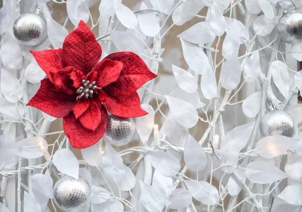 Dekoracja bożonarodzeniowa, białe liście i czerwone kwiaty. Srebrno-biały wystrój — Zdjęcie stockowe