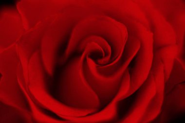 Bulanık, canlı kırmızı güller, Sevgililer Günü için mükemmel romantik bir arkaplan.