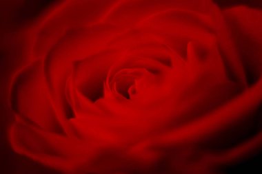 Canlı kırmızı güllerin makrosu, Sevgililer Günü için mükemmel romantik bir çiçek arkaplanı.