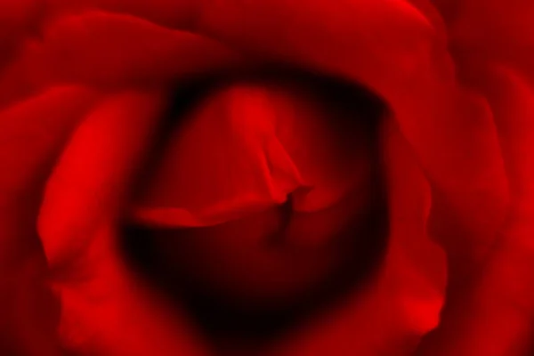 Detailní makro zářivé červené růže, perfektní romantické karty květinové pozadí pro Valentýna — Stock fotografie