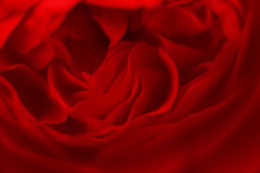 Bulanık, canlı kırmızı güller, Sevgililer Günü için mükemmel romantik bir arkaplan.