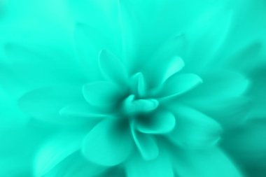 Çiçek yaprakları makro fotoğrafçılığı kapatır. Botanik çiçek arkaplanı