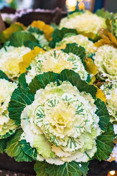 White ornamental cabbage (Flowering Kale), top view — Stock Image White Ornamental Cabbage Flowering Kale Top View Stock Image