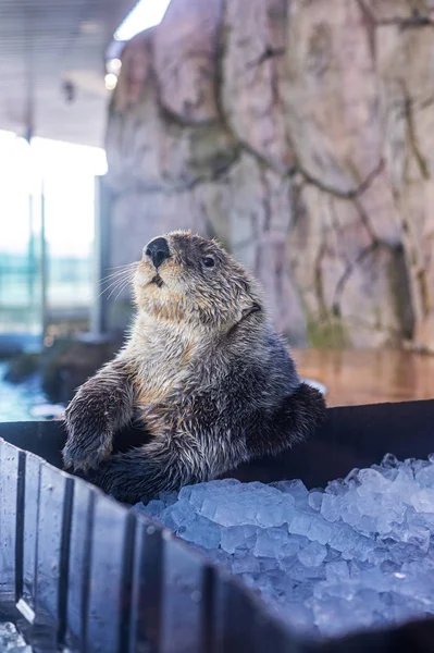 Cute sea otter is chilling in zoo
