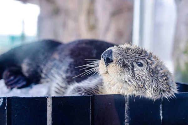 Cute sea otter is chilling in zoo