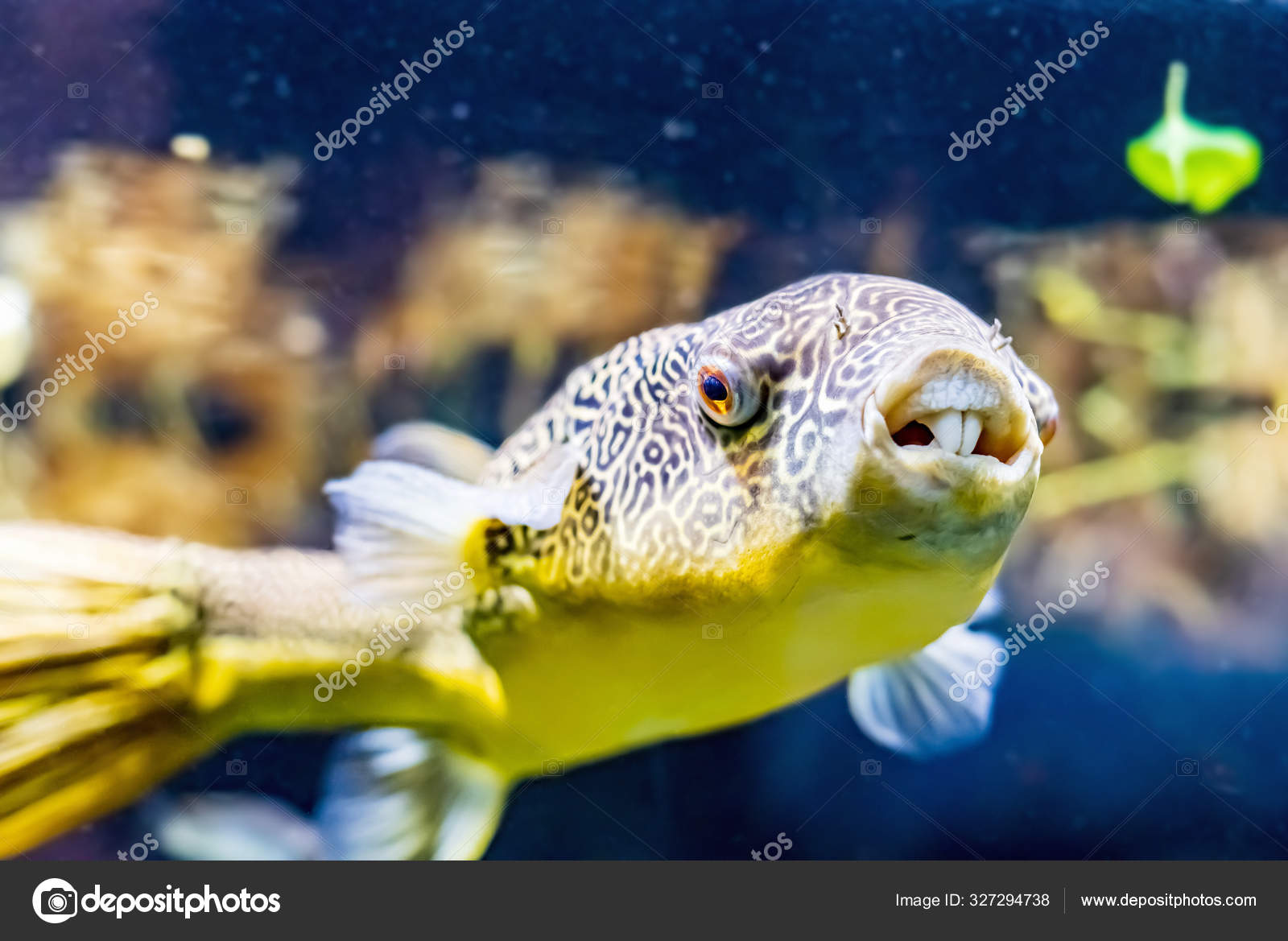 puffer fish aquarium