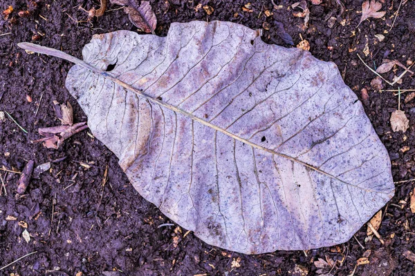 à La Recherche De Feuilles Amères Rame De 480 Feuilles Soie 75x50cm 29 Fotos de Feuilles amères, Imagens de Feuilles amères sem royalties