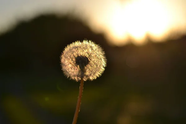 Pissenlit Fleuri Coucher Soleil — Photo