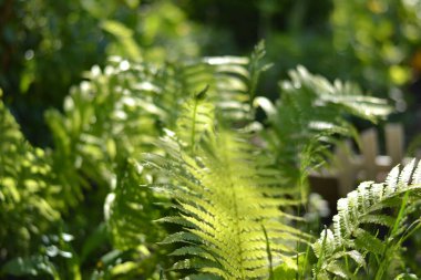  Bahçedeki yeşil eğreltiotu yaprağı Bir güneş ışığı kaynağı