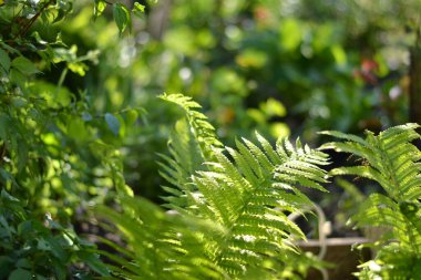  Bahçedeki yeşil eğreltiotu yaprağı Bir güneş ışığı kaynağı