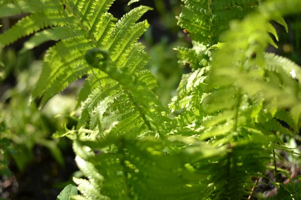 Groen Blad Van Varen Tuin Een Straal Van Zonlicht Voorjaar — Stockfoto