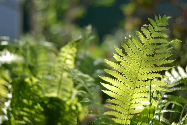 Zelený List Kapradí Zahradě Paprsek Slunečního Světla Jaro — Stock fotografie