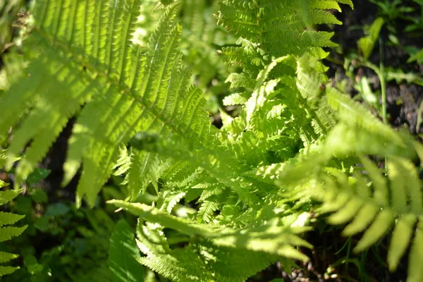 Green Leaf Fern Garden Ray Sunlight Spring — Stock Photo, Image