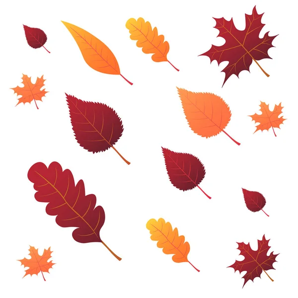 Collection belles feuilles d'automne colorées isolées sur fond blanc. illustration vectorielle . — Image vectorielle