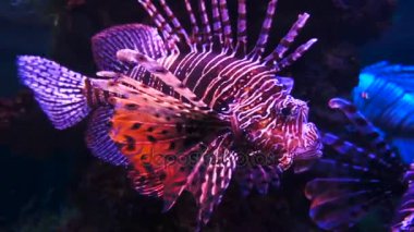 Aslan balığı akvaryum ya da koyu arka plan ile oceanarium.