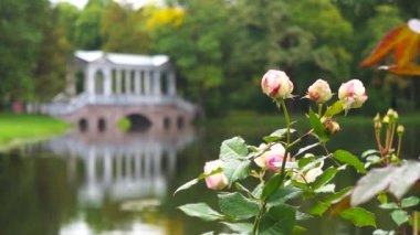 Saint Petersburg sonbaharda. Tsarskoye Selo. Puşkin. Rusya. Lake Park.
