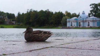 Tsarskoye Selo parkta ördek. Saint Petersburg.