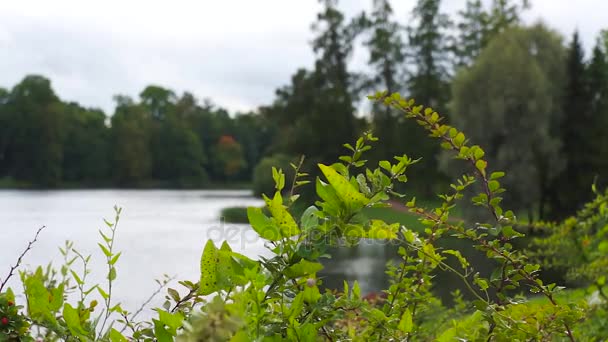 São Petersburgo Tsarskoye Selo Pushkin Lago Parque Rússia — Vídeo de Stock