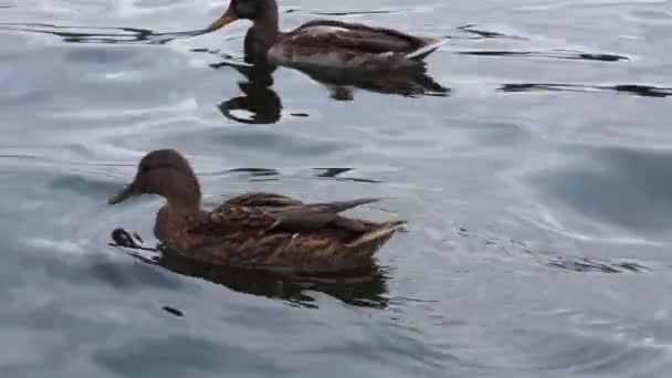 Ente Zarskoje Selo Park Heiliger Petersburg — Stockvideo