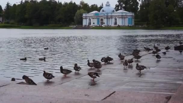 Голубь Парке Царское Село Санкт Петербург — стоковое видео