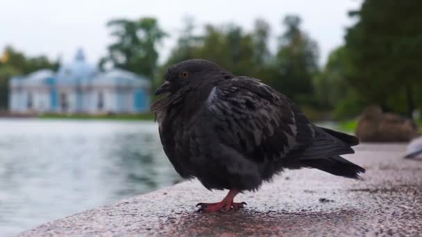ツァールスコエ セローの公園で鳩 サンクトペテルブルク — ストック動画