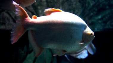 Balık büyük akvaryum ve oceanarium.