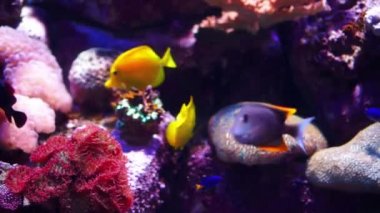 Akvaryum veya Oceanarium, Balık Tank, mercan, hayvanlar.