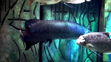 Balık büyük akvaryum ve oceanarium.