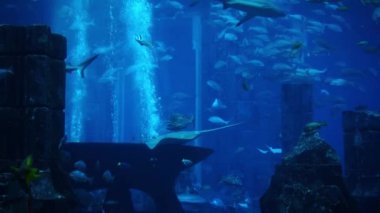 Büyük akvaryum ve oceanarium balık. Balık Tank.