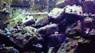 Akvaryum veya Oceanarium, Balık Tank, mercan, hayvanlar.